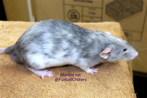 Marble rat – Furball Critters