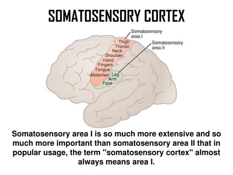 Ppt Somatosensory Cortex Powerpoint Presentation Free Download Id