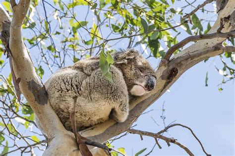 La Koala Hermosa En Fauna Come Las Hojas Del Eucalipto Que Se Aferran