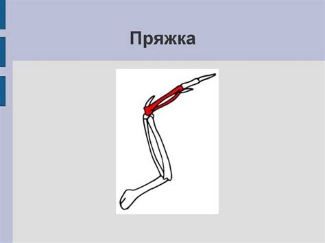 Приспособление птиц к полету - презентация онлайн