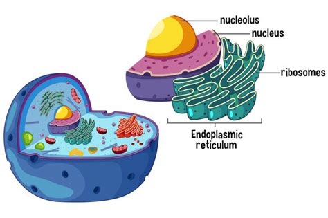 Ribosomer Og Proteinsyntese