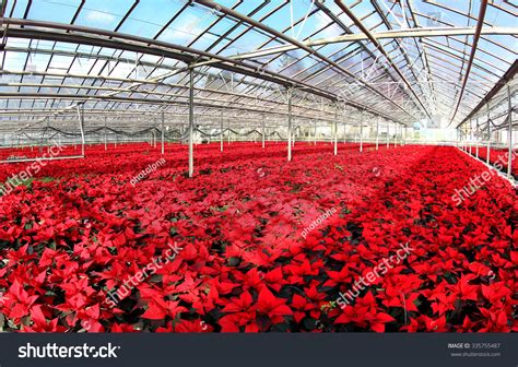 Poinsettia Field 1488 Ảnh Vector Và Hình Chụp Có Sẵn Shutterstock