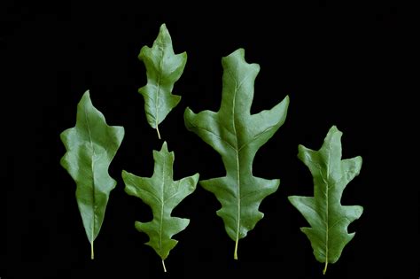 The Overcup Oak — In Defense Of Plants