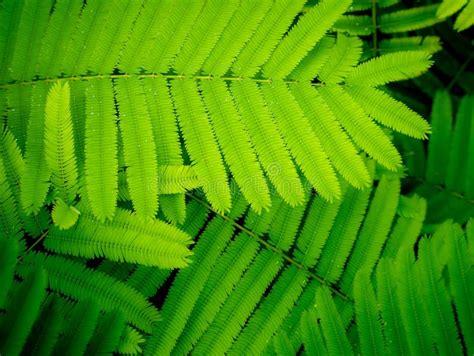 Cha Leaves Are Arranged In Row Stock Image Image Of Background Bloom