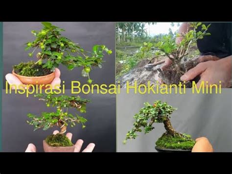 Inspirasi Bonsai Hokianti Mini YouTube