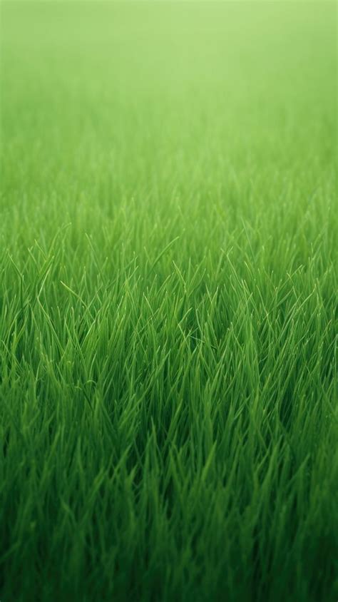 Green Grass Field Plant Lawn Premium Photo Rawpixel