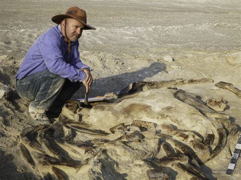 Paleontología refuerza visión bíblica de la creación del mundo