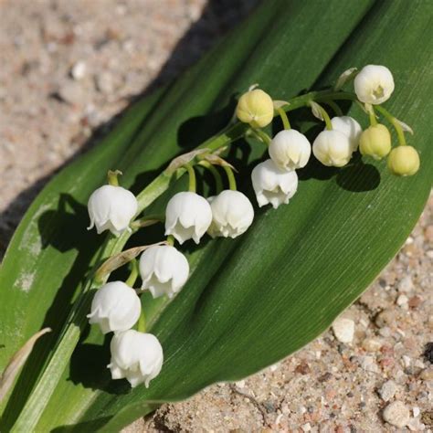 Convallaria Majalis Bordeaux Liljekonval Duelunds Planter