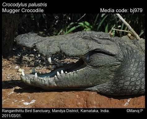 Crocodylus Palustris Lesson 1831 Mugger Crocodile Reptiles