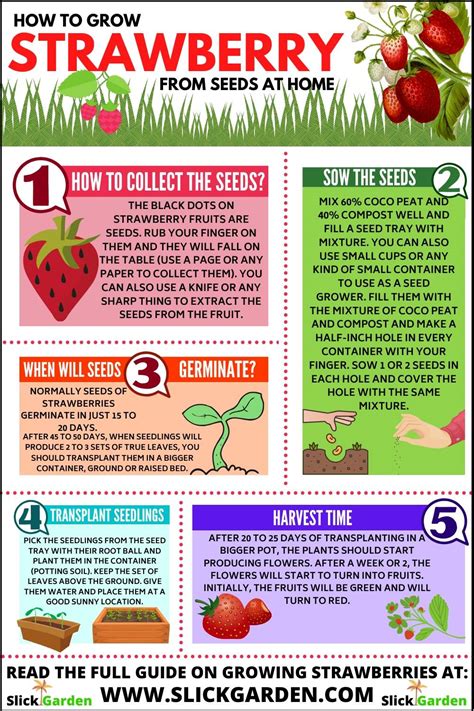 How to Grow Strawberry from Seeds at Home – Slick Garden