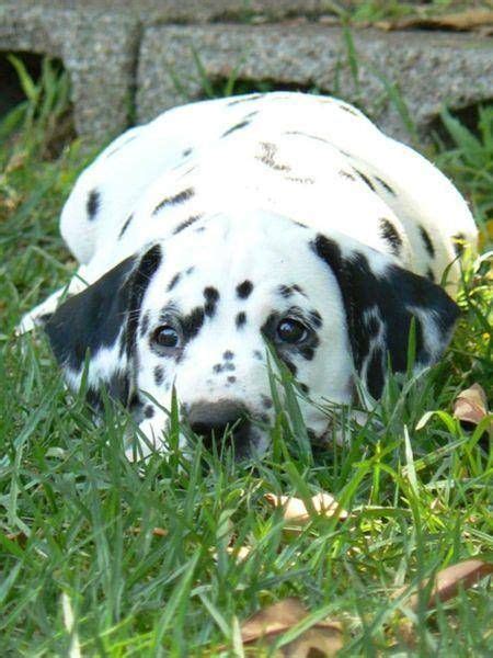 Nija Boxers And Telde Dalmatians And Boxers Dalmatian Boxer Dogs