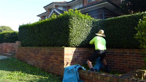 How To Trim Hedges Youtube