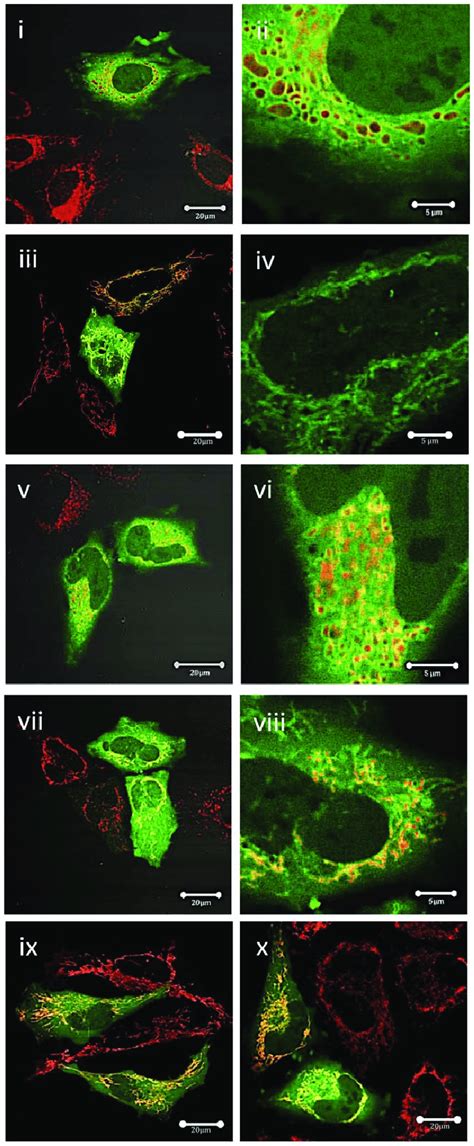 Subcellular Localisation Of Mutant Mcl Experiments Were Performed