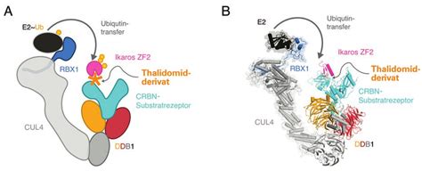 Abbau Eines Anderen Proteins Der Casein Kinase Alpha Ck1α Deren Download Scientific Diagram