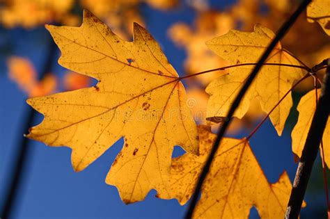 Autumn Maze Stock Photo Image Of Fall Nature Golden 176570