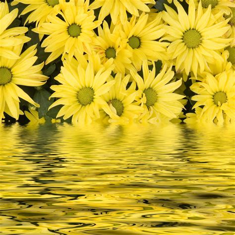 Fresh Yellow Daisies Wall Art | Photography