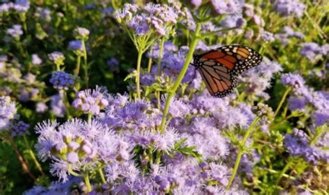 Gregg S Mistflower Denton County Master Gardener Association