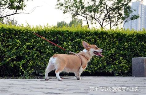 柯基犬最大多大 标准的身长体重 知乎