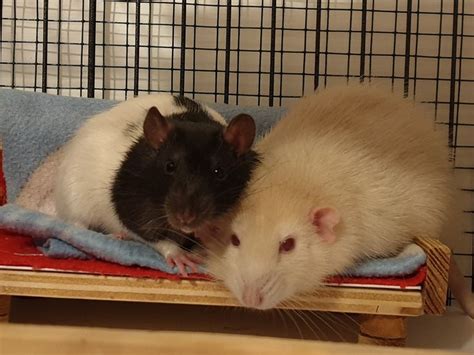 Pin Di Jacqueline Grootelaar Su Lovely Ratties Ratti Da Compagnia Ratto