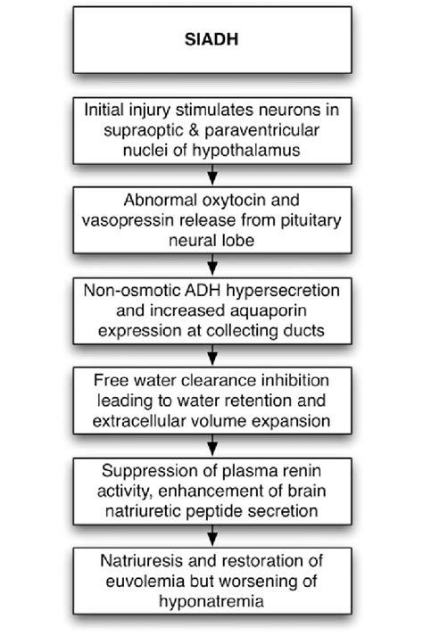 Syndrome Of Inappropriate Anti Diuretic Hormone Siadh Pathogenesis