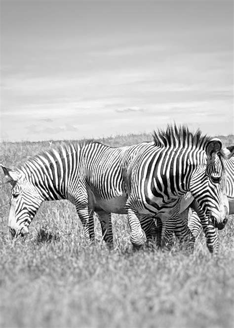 Zebra stripes confuse their color blind predators : r/confusing_perspective