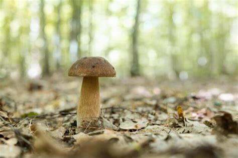 Premium Photo Close Up Of Porcini Mushroom Growing In Forest Autumn