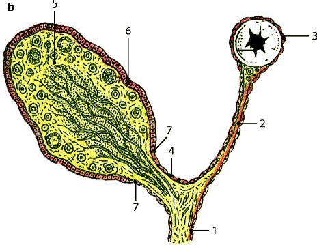 Mesovarium Histology