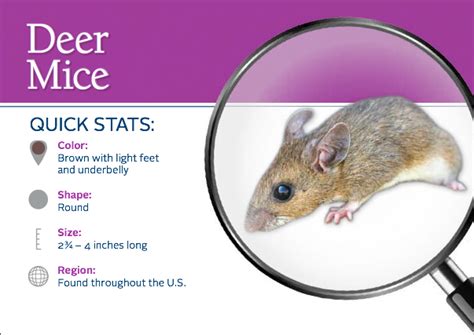 Deer Mice Pest Id Card Everything You Need To Know About Deer Mice