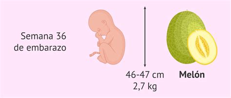 A Las Cuantas Semanas Es Normal Que Nazca Un Bebe Sale Online Head