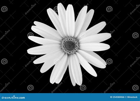 Grayscale Of A Daisy Flower On A Black Background Stock Photo Image