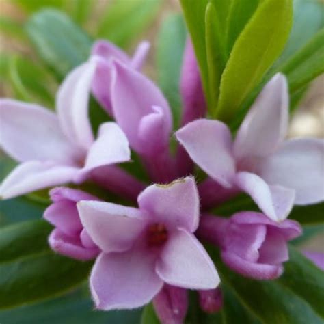 Peperboompje Daphne X Transatlantica Pink Fragrance Sierheesters