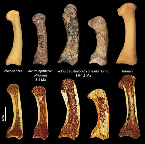 Early human ancestors used their hands like modern humans | Geology Page