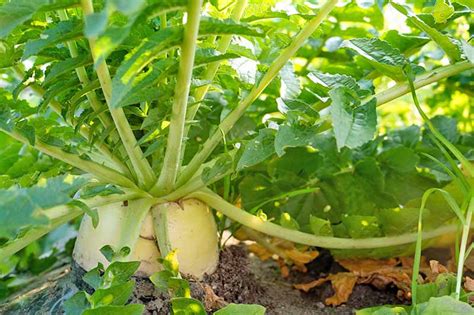 Daikon Radish Plant