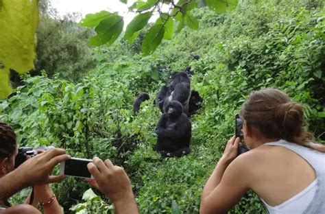 Rwanda Gorilla Trekking Weather And Climate