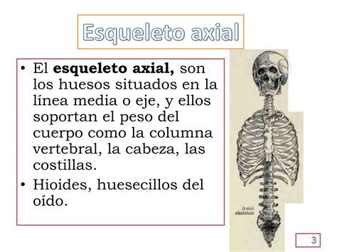 Esqueleto Axial Y Apendicular M M J Ppt