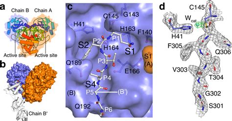 Wild Type Sars Cov Mpro Acyl Enzyme Intermediate Structure At