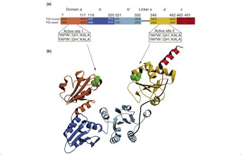 Protein Disulfide Isomerase The Structure Of Oxidative Folding Trends