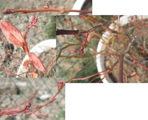 Potted Blueberry Plants Always Die During Winter