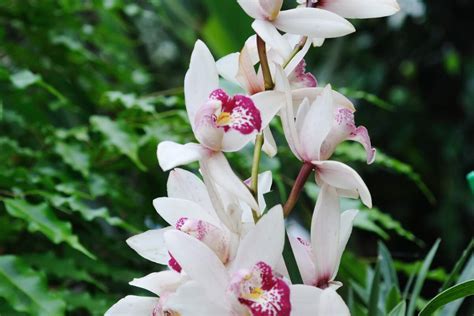 Orqu Dea Cymbidium Como Cuidar Da Rainha Das Orqu Deas Em Casa Casa