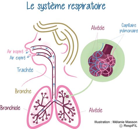 Fonction Pulmonaire Respifil Filière De Santé Des Maladies