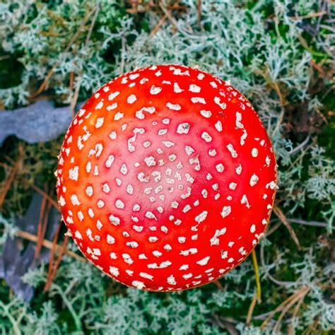 Premium Photo Amanita Muscaria Red Poisonous Fly Agaric Mushroom In