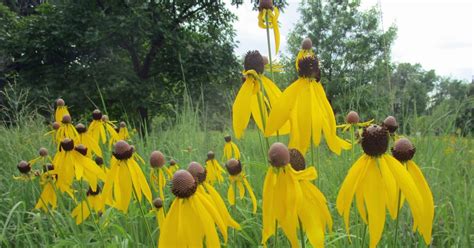 Marathon Pundit: Yellow coneflowers in a field