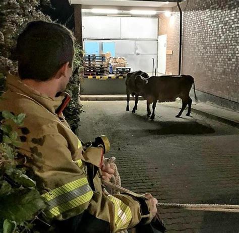 Feuerwehr Und Polizei Fangen K He Vor Supermarkt Ein Welt