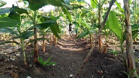 Kebun Pisang Raja Mbah Ali Desa Sumbertlaseh Kec Dander Kab