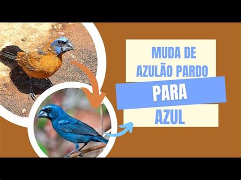 Diferença na muda do azulão pardo para azul YouTube