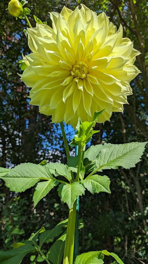 First Dahlia Bloom Looks Like Its Going To Be A Good Year Rdahlias