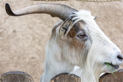 Premium Photo A White Goat With Big Horns Walks Around The Yard