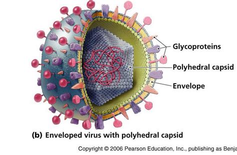 Morphology Varicella Zoster Virus Vzv