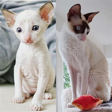 Cornish Rex