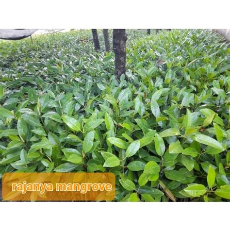 Jual Isi Pohon Mangrove Sudah Berakar Dan Berdaun Shopee Indonesia